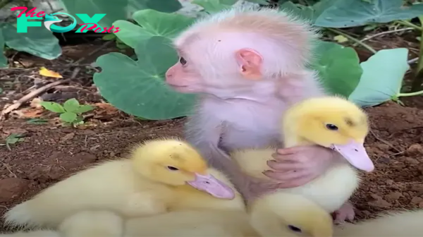 qq “The affectionate baby monkey adores caring for his own small family of ducklings.”