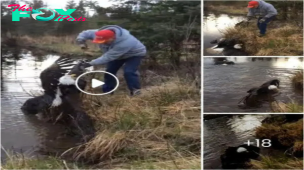Amazing! Man frees two Bald Eagles stuck in a death lock after they fall into his po