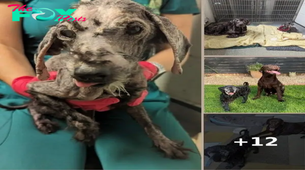 Dog Best Friends Found Hairless And Depressed Both Make Incredible Transformations