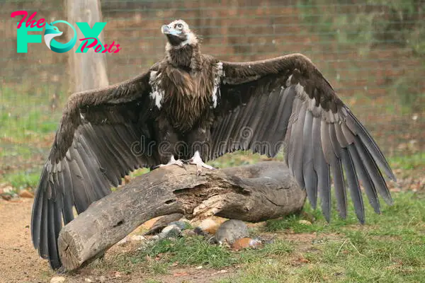 qq “Scientists have recently captured an unusual giant bird boasting expansive wings.”