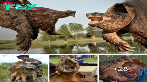 The world’s most peculiar turtle is capable of swallowing a ѕрeсіeѕ of giant crocodile (Video).sena