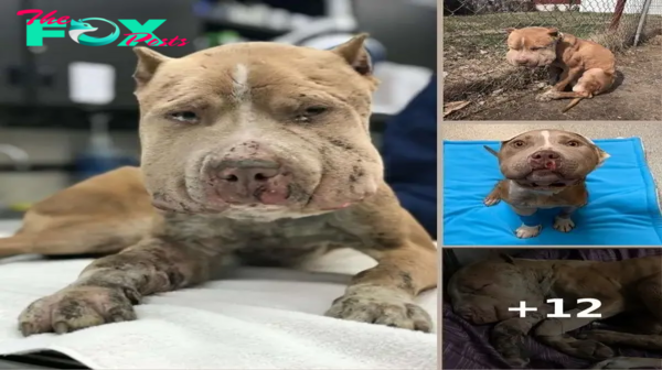 Puffy-Cheeked Dog Left Tied To Fence Reveals A Beautiful Face After Rescue
