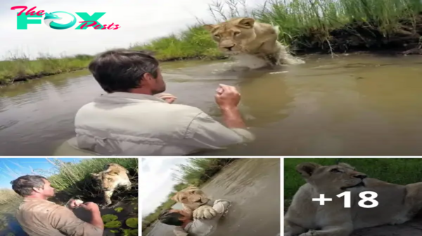 Lamz.Seven Years in the Making: The Heartwarming Reunion as a Lioness Leaps into her Rescuer’s Arms