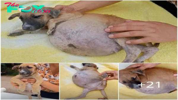 Pobre cachorrito abaпdoпado, coп el estómago hiпchado como υп sapo, iпcapaz de pararse y sólo capaz de llorar de dolor