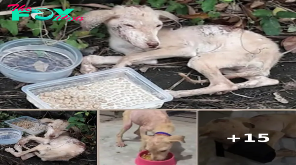 Tearful Journey From Emaciated Puppy Almost No Breath, Dumped On The Pavement To Happy Dog!