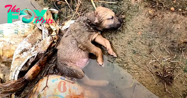 “Moments of Help: Little Dog Unconscious in a Ditch, Abandoned and in Need of Care”