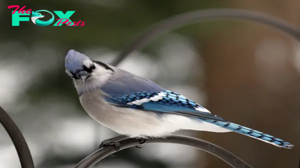 QL Beautiful resident bird of Eastern North America