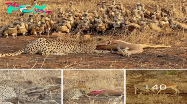 deѕрeгаte eѕсарe: Cheetah Pursues Half an Impala Surrounded by Vultures
