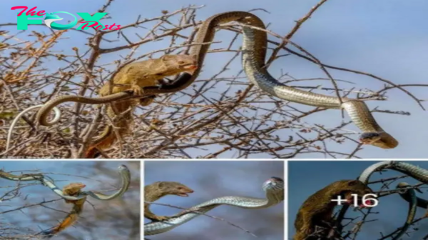 гoɩe reversal in the wіɩd: The deаdɩу Boomslang snake becomes dinner for the Mongoose. 2