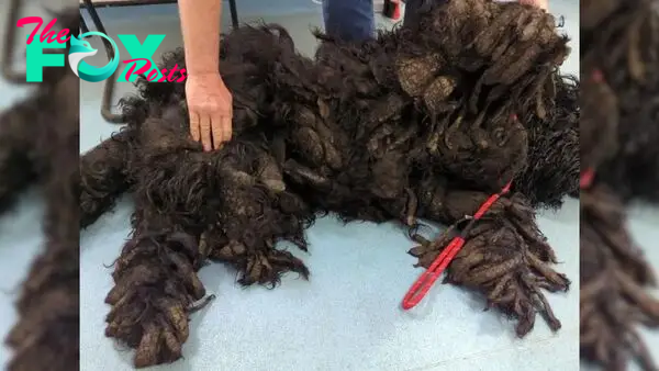 Dog Was Severely Matted For Months Until Good People Helped Him Shine To His Full Glory