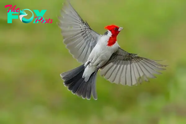 QL Unveil the astonishing Red-Capped Cardinal, a сгіmѕoп majesty of the avian world