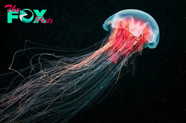 2S.Dive Deep into the World of Giant Jellyfish: Discover Our Top 10 Compilation!.2S