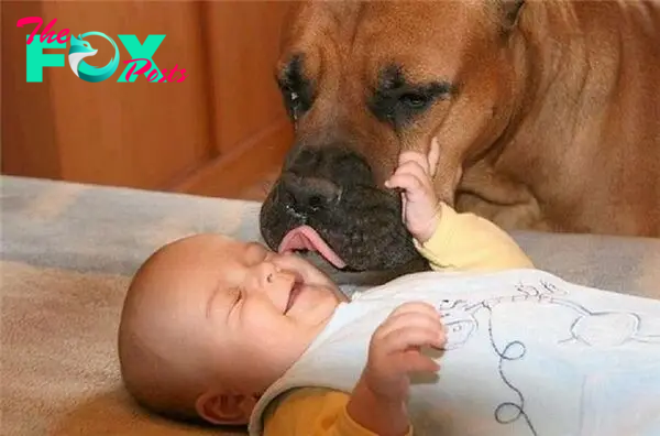 QT Every time a newborn baby cries, his beloved dog lovingly gives him his favorite toy while his parents are away, making millions of people admire him