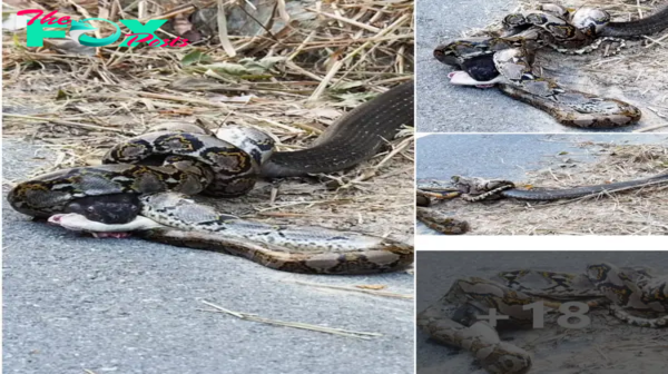 Nature’s Clash: Famous Python Faces Surprising Defeat Against Rival Serpent in an Apocalyptic Showdown. tm