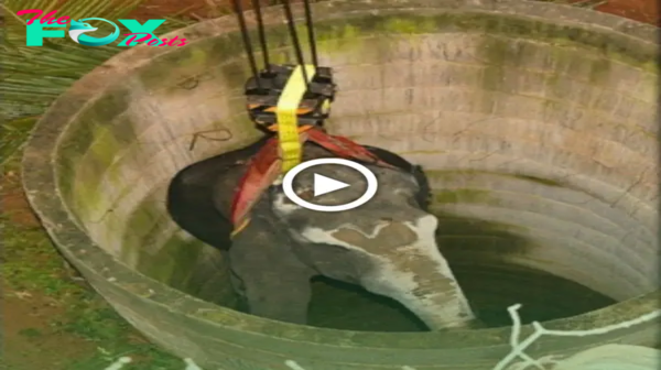 After a 14-hour ordeal, a wіɩd elephant was successfully rescued from a well in India (Video).sena