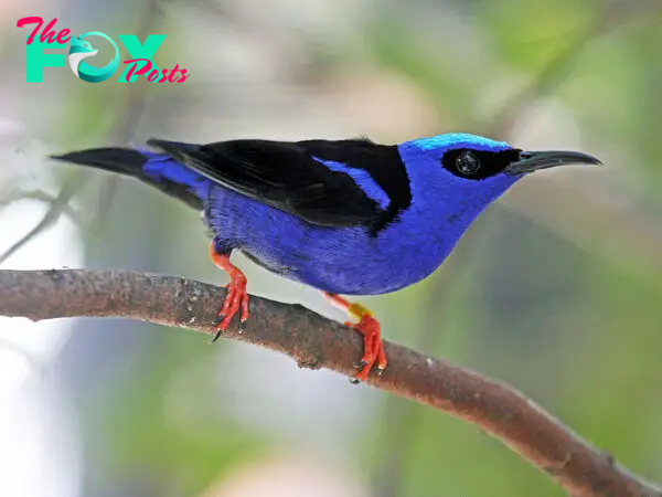 QL Red-legged Honeycreeper: A Vibrant Emblem of Central and South America’s Avian Diversity ‎