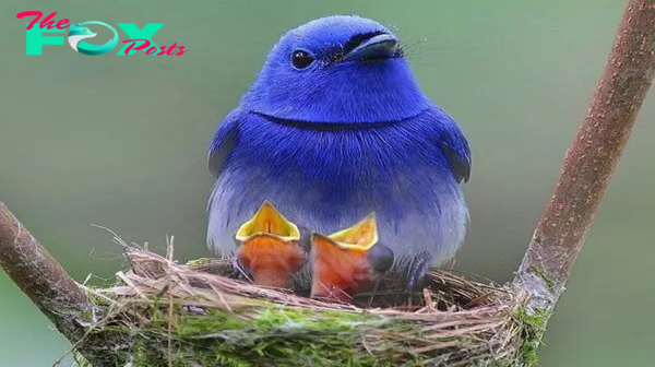 QL Exploring the Enigmatic Black-Naped Monarch ‎