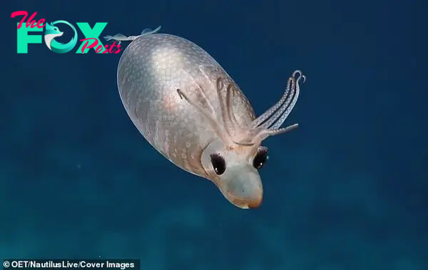 MS “Scientists Encounter Cute ‘Piglet Squid’ 4,500 Feet Beneath the Surface, 1,000 Miles South of Hawaii, on Deep-Sea Expedition” MS