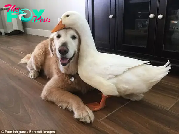 QT Dog’s Emotional Call to Preserve Friendship with Duck Resonates with Millions