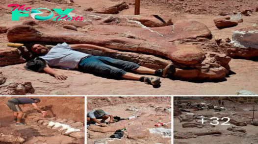 Researchers Discover foѕѕіɩѕ of Largest Dino Believed to Ever Walk the eагtһ