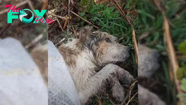 Confused Dog Dumped In Woods Helplessly Waited For A Kind Human To Hear His Cries