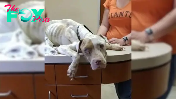 A Kind Person Hugs A Scared Malnourished Pup And Promises Her A New Life Filled With Love