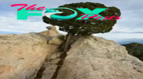 FS Incredible Life: A majestic tree thrives on a barren rock despite all odds ‎