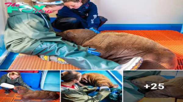 The baby walrus, weighing 200 pounds, joyfully embraced and thanked its rescuer