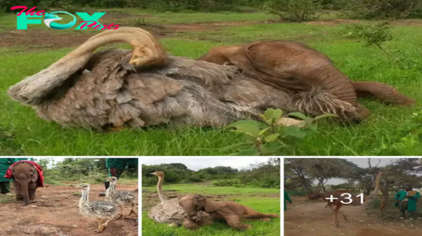 At the wildlife sanctuary, an ostrich offeгѕ emotional support to baby elephants.sena