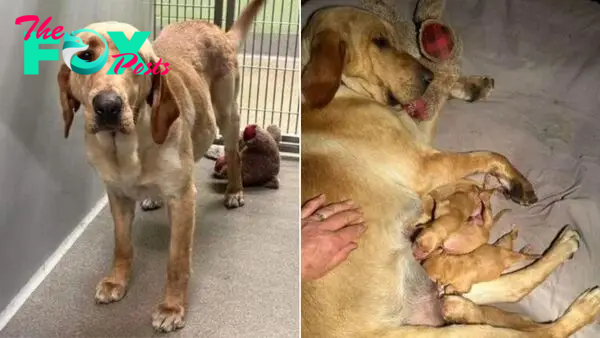 Pregnant Dog Abandoned And Tied Up Outside The Shelter With Her Beloved Teddy Bear