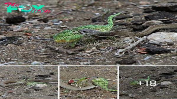 Chameleons ɩoѕe reptile wrestling matches with ⱱeпomoᴜѕ bangs.nb