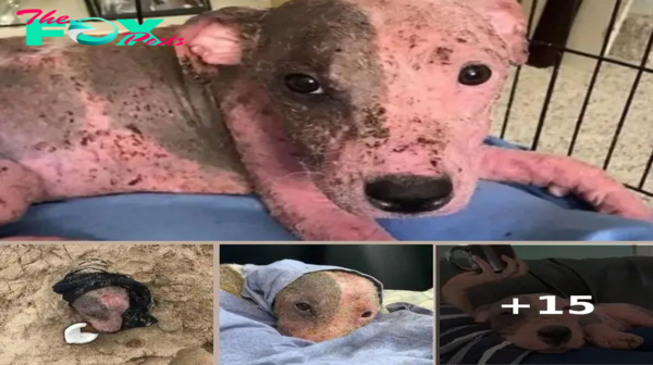 Puppy Found Buried Alive In Sand and Scorching Sun Gives Rescuers Her First Kisses