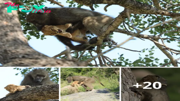 Lamz.Unexpected Bonds: A Heartwarming Encounter Between a Baboon and a Baby Lion