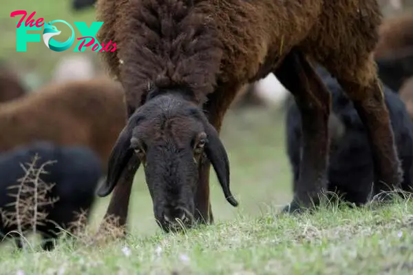 The giant sheep helping Tajikistan weather climate change