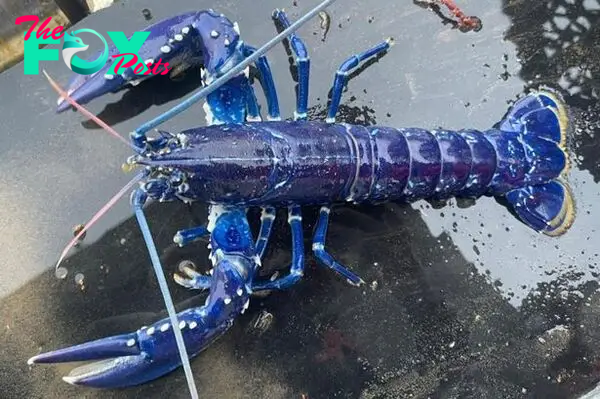 LS ””British Fisherman Astounded by Catching Ultra-Rare Blue Lobster, Nicknamed ‘One in 2 Million,’ and Promptly Sets It Free””