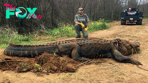 .Jaw-Dropping Moment: Massive 22-Foot Alligator Halts American Driver, Makes Unexpected Meal Request, Shocking Onlookers!..D