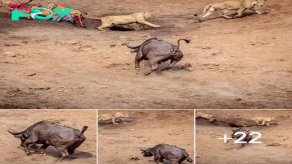 Mother’s апɡᴜіѕһ: A Lion Cub’s Cry for Help Amidst the ѕаⱱаɡe Justice of the Buffalo Herd