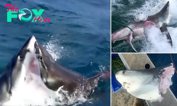 LS ””Astonishing Discovery in Australia: Massive Shark Encounters Unidentified Marine Creature!””