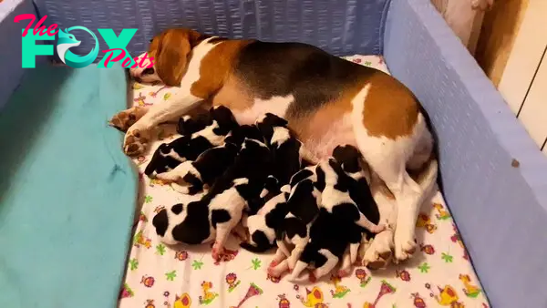 rr Mojo’s Heartwarming Motherly Devotion Strikes a Chord with Billions: The Canine Sentinel Who Stands Watch Through the Night, Protecting Her Sleeping Offspring.