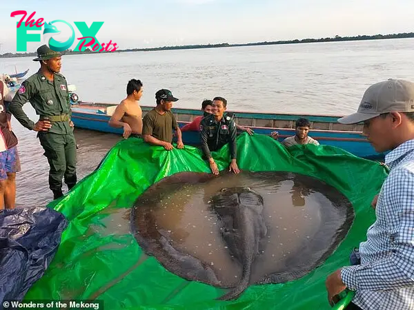 qq The discovery of the world’s largest freshwater fish stirs intrigue, as fishermen reel in a mysterious river creature weighing as much as a grizzly bear.