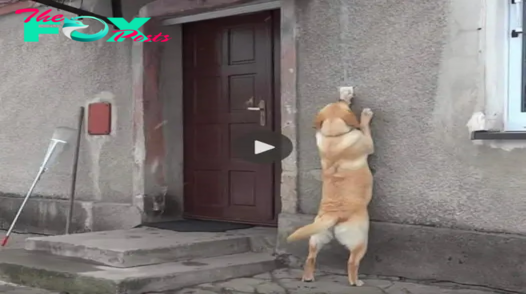 qq Millions were moved by the heartwarming return of Lord, a dog missing for over five months, as he stood at the doorbell, eagerly awaiting a long-awaited reunion.