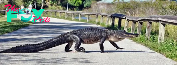 .Emotional Journey: 3-Meter Crocodile Ventures Onto City Shoreline in Search of Missing Offspring, Eliciting Fear Among Police and Residents Alike..D