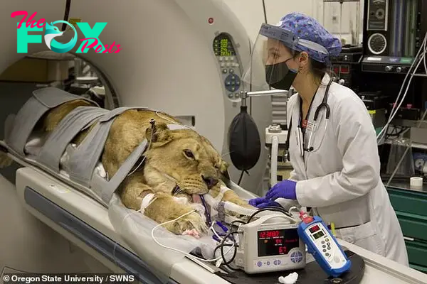 f.The rescued lioness underwent sterilization surgery after years of dramatic inbreeding.f