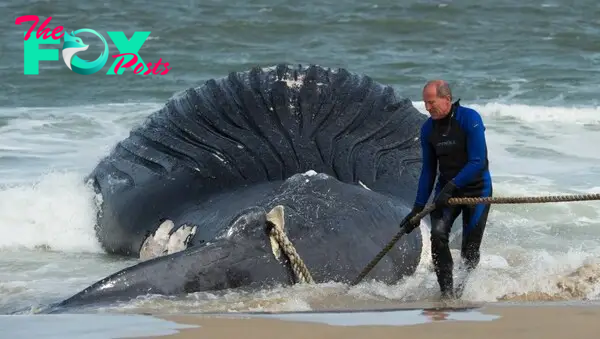 /5.Though the endeavor to liberate the stranded humpback whales was arduous, witnessing their liberated swim made every ounce of exertion worthwhile.