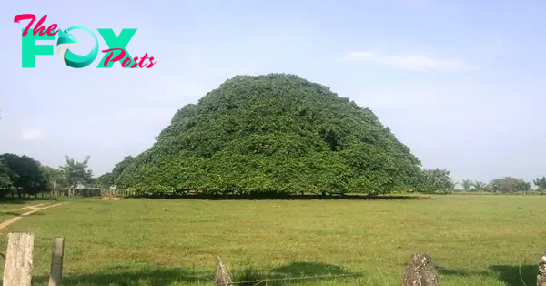 MS  “Colombia’s Gigantic Tree: Massive Diameter Grows Pillars to Sustain Branches” MS