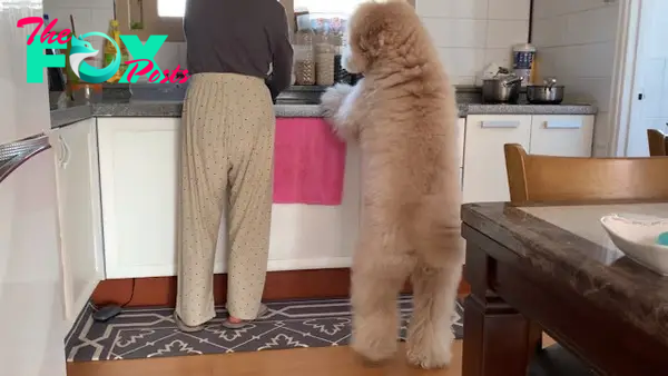 QT “Heartwarming Moment: Dog Assists Mother with Dishwashing, Delighting the Online Community”.