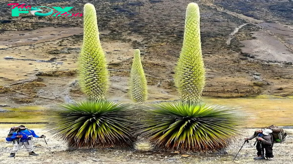 MS  “Rare Spectacle: ‘Queen of the Andes’—World’s Largest Bromeliad—Blooms Once in a Century” MS