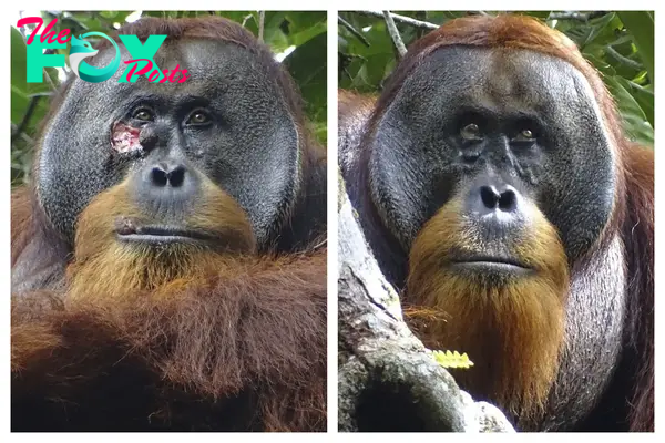 A Wild Orangutan Used a Medicinal Plant to Treat a Wound, Scientists Say