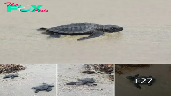 Sea Turtle Hatchlings Discovered in Louisiana After 75-Year Absence