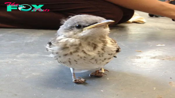 SA.Little Injured Bird Receives Tiny ‘Snowshoes’ And Gets Back On Her Feet.SA